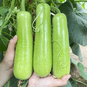 甜芋瓠蒲瓜种子瓠瓜蔬菜瓠子瓜高产四季夏季春季农家青菜种籽种孑