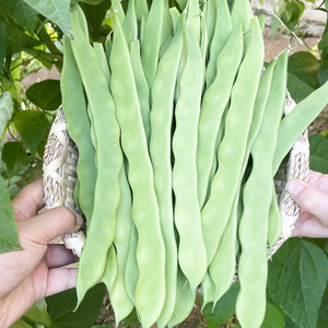 东北绿油豆扁豆种子种孑豆角蔬菜种孑红芸豆四季豆种籽春季夏季播