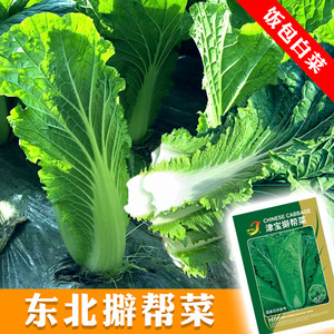 东北大包饭菜叶