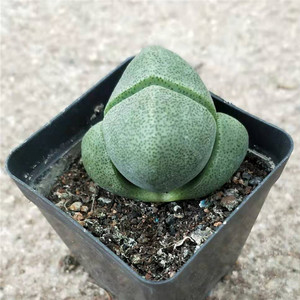 多肉植物帝玉2-3cm 迷你萌肉肉 品相好 易养 室内吸甲醛 防辐射