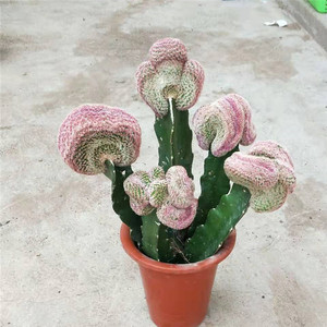 仙人球红太阳缀化 小人帽群生美观易养开花 防辐射吸甲醛包邮绿植