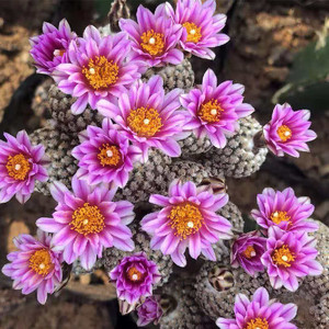 精品无刺仙人球蔷薇丸自根易养开花娇丽玉属