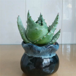 稀有品种【金元宝芦荟】吉祥之物 镇宅 吸甲醛 防辐射 绿植盆栽