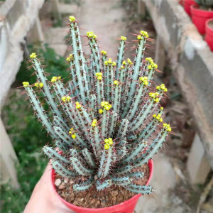 精品 仙人掌孔雀开屏易养美观 办公桌 吸甲醛 防辐射绿植盆栽