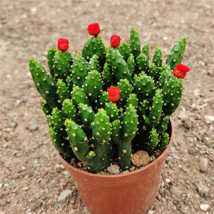 招财手多肉植物整盆10-12株成活率高防辐射吸甲醛绿植易养美观