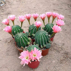 精品仙人球粉花金刚易养美观 开大花室内防辐射吸甲醛 观赏植物