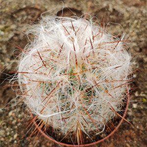 稀有精选仙人球恐龙蛋仙人柱刺球毛美观室内防辐射吸甲醛包邮盆栽