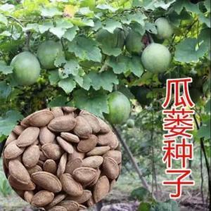 瓜蒌种子籽苗中药材种子食用干净无杂吊瓜栝楼四季播种野生瓜蒌皮