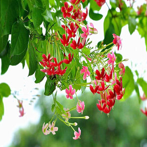 包邮带土发货阳台庭院室外花卉爬藤植物使君子史君子四君子花苗