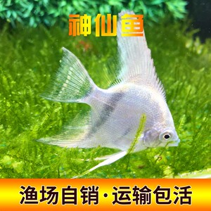 红头玻璃神仙燕鱼活体热带观赏草缸鱼黑白燕鸳鸯蓝魔鬼烟熏神仙鱼