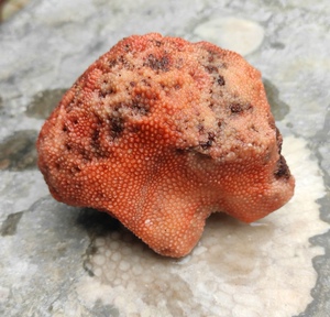 宁强珊瑚化石玉石全红黄天然奇石小件颗粒饱满雪花纹古生物原石