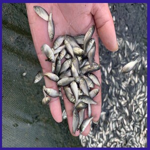 鲫鱼苗淡水养殖高背土鲫工程湘云鲫银鲫鲤中科3号5号白鲫饲料活.