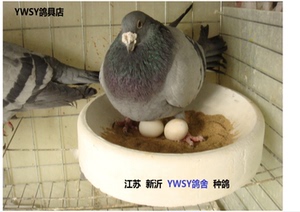 鸽子特大加深加厚鸽窝鸽巢盆信鸽用具鸽具蛋盆石膏巢盆蛋窝孵化窝