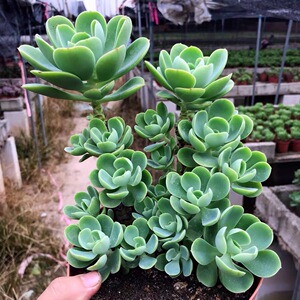 胜者骑兵 碧桃大老桩 多头易养护 室内防辐射多肉盆栽 包邮