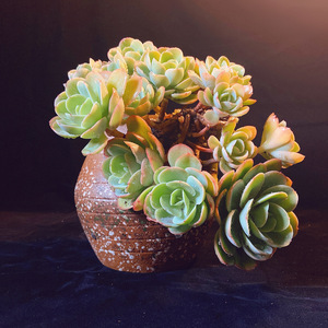 胜者骑兵 碧桃大老桩 多头易养护 室内阳台净化空气多肉盆栽 包邮