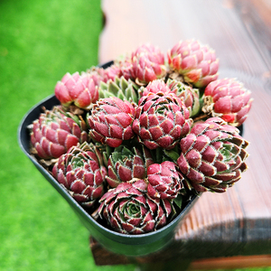 西瓜球长生草系列多肉植物四季盆栽超萌绿植花卉