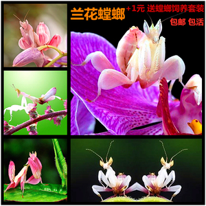 包邮 现货螳螂幼体兰花螳螂1l