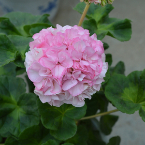 直立天竺葵 花叶鸽子 多佛谷 10*10营养钵小苗 满56包邮非偏远