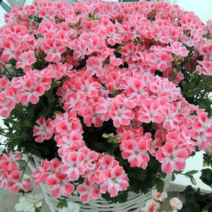 大花天竺葵花苗 糖果粉云 营养钵苗 阳台开花盆栽花卉
