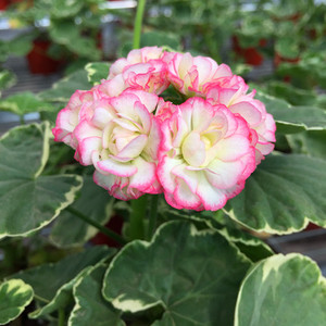 直立花叶天竺葵花苗 银边苹果碗 观叶四季开花盆栽