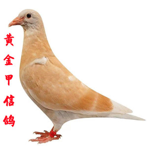 【黄金甲】异色信鸽活体公母一对种鸽宠物小鸟活物幼鸽黄色好鸽子