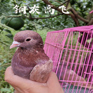 铜麻高飞