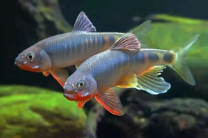 高屏原生冷水观赏浙江类鱲桃花淡水观赏锦鲤孔雀斗苗鱼观赏鱼苗