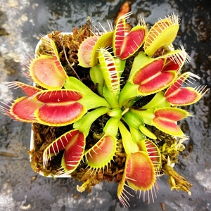 食虫植物-巨夹捕蝇草 盆栽 大型捕蝇草 夹大新手必入.种好发货