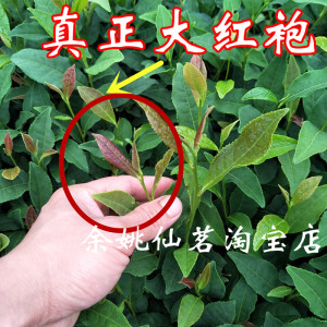 盆栽大红袍茶叶树苗 庭院绿化红茶树 当年采摘乌龙茶树包邮