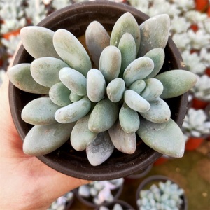 白美人多肉植物大颗老桩美观趣味阳台办公桌容易养护防辐射裸根