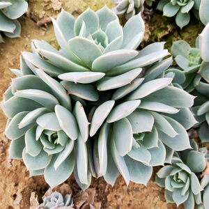 雪域多肉植物群生大颗雪域蓝巴黎新手肉肉组合盆栽防辐射美观趣味