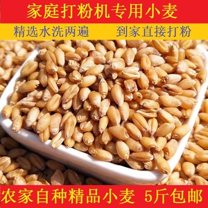 食用小麦粒 家庭打粉麦子 河南农家晒干小麦 粗粮磨面粉 5斤包邮