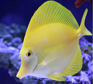 海水观赏鱼 海水鱼活体 黄金吊 开口大黄金吊 小丑鱼  黄金吊活体