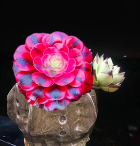 99红利火火淘宝正版美杜莎法师多肉一物一拍黑金刚女巫墨娅王妃