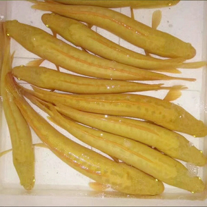 黄金雷龙黄化黑鱼黄金乌鳢冷水雷龙鱼大型观赏鱼变异黑鱼白化乌鳢