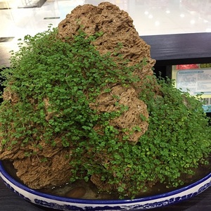 假山草种子山石草上水石小草盆景草种子吸水石草种子四季常绿小草