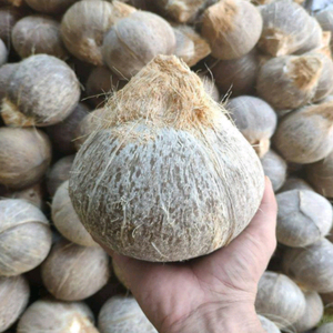 海南文昌抛光脱毛老椰子碗煲汤炖盅榨奶水果去皮椰皇大果9个装青