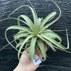 一物一拍空气凤梨植物实生粉色霸王未发色