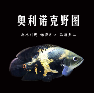 奥图鱼野生地图鱼活体纳内大黄蜂鱼奥利诺科花猪鱼观赏鱼