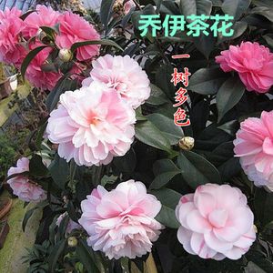 正品乔伊肯德力克茶花一树多色 绿植花卉盆栽 阳台客厅庭院植物