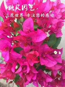 【糖贝园艺】同安红 水红三角梅  勤花品种  扦插苗 盆内径18CM