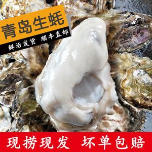 现捕捞新鲜生蚝特大海蛎子鲜活牡蛎贝类水产生吃烧烤蒜蓉5斤包邮