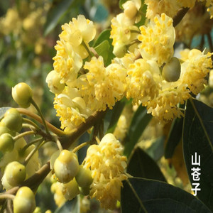 山苍子花茶野生