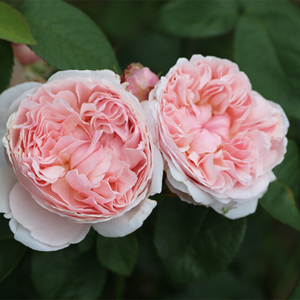 00紫灵220淘宝老园丁月季园 圣斯威辛灌木英国欧月粉色浓香大花月季