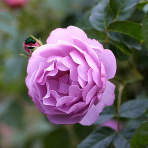 【薰衣草花环】6l盆栽 绿园美植老园丁中苗藤本月季粉紫色花苗