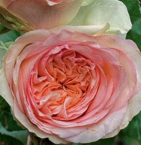 绿园美植 | 蝴蝶公主 切花月季复色杏粉花芯绿边直立庭院阳台盆栽