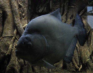 秘鲁黑食水虎钻黑普黑黄钻辛古水虎热带凶猛活体南美亚马逊虎皮鱼