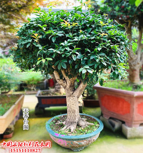 精品大型天香台阁树桩盆景 桂花老桩盆景 花园别墅庭院摆饰种植