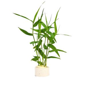 水族箱鱼缸印度竹节草中后景南美水竹青竹水草缸新手水草阴性