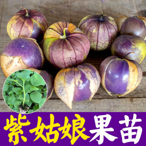 紫姑娘果苗超甜大果紫姑娘果苗秧种子东北菇娘种籽阳台盆栽苗